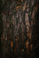 bark of a tree
