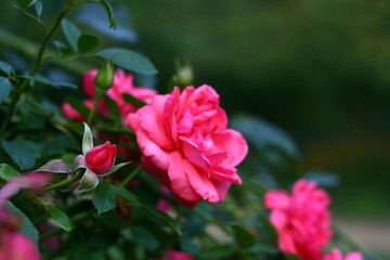 Obraz premium Blühende Rose