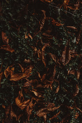 Natur Herbst Texture Hintergrund mit Laub