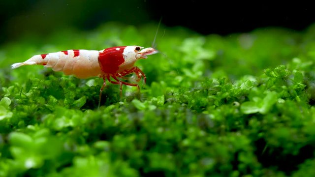 Red bee dwarf shrimp stay on green grass and look for food in fresh water aquarium tank. Concept of small pet with beautiful life for relaxation of people.