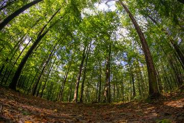 path in the forest