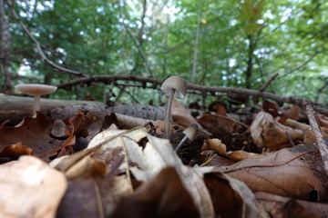 beautiful mushrooms in the forest