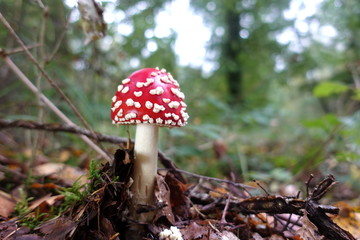 beautiful mushrooms in the forest