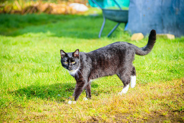 Cat walks on the grass . Nursling. Green grass.