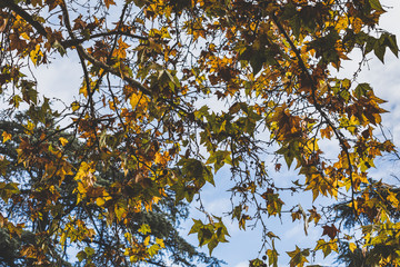 El Retiro park in autumn, Madrid. Spain.