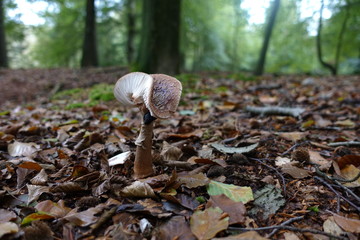 beautiful mushrooms in the forest
