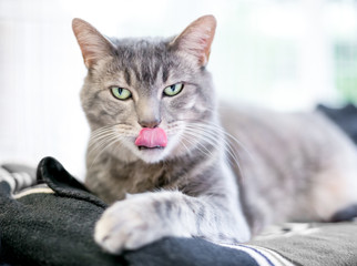 A gray tabby domestic shorthair cat licking its lips