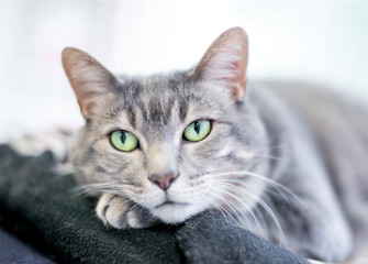 A relaxed gray tabby domestic shorthair cat  resting its head on its paw