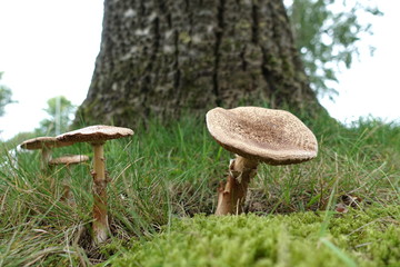 Obraz na płótnie Canvas beautiful mushrooms in the forest