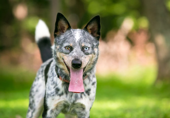 Naklejka na ściany i meble A happy Australian Cattle dog with heterochromia in its eyes, and panting with an extremely long tongue hanging out of its mouth