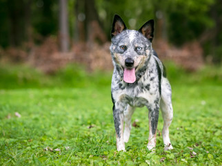 Naklejka na ściany i meble A happy Australian Cattle dog with heterochromia in its eyes, standing outdoors and panting.