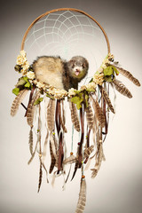Ferret relaxing in dreamcatcher bed for portrait