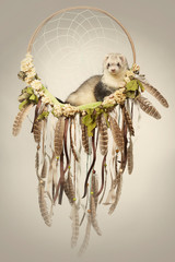 Ferret relaxing in dreamcatcher bed for portrait