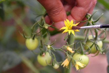 MANUALLY POLLINATING A FLOWER FROM A TOMATO PLANT
