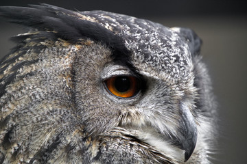 Eulenprofil