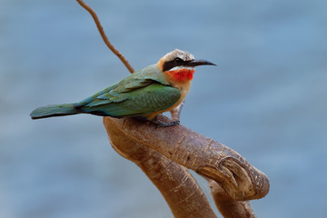 White-fronted Bee-eater - Merops bullockoides  species of bee-eater widely distributed in sub-equatorial Africa