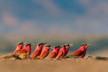 Beautiful red bird - Southern Carmine Bee-eater - Merops nubicus nubicoides flying and sitting on...