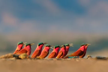 Foto op Aluminium Beautiful red bird - Southern Carmine Bee-eater - Merops nubicus nubicoides flying and sitting on their nesting colony in Mana Pools Zimbabwe, Africa © phototrip.cz