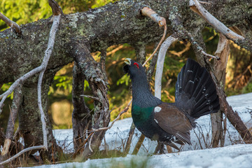 Tetrao urogallus in wild nature in spruce forest, western capercaillie