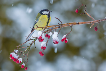 Great tit Parus major, On berries in frost