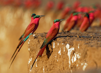 Beautiful red bird - Southern Carmine Bee-eater - Merops nubicus nubicoides flying and sitting on...