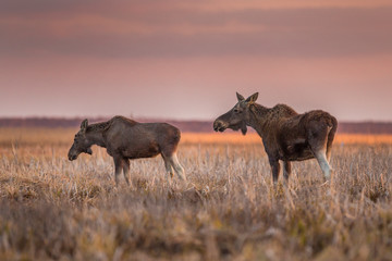 Fototapeta na wymiar Elk / Moose (Alces alces)