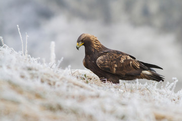 A Golden Eagle (Aquila chrysaetos) sitting in a field with snow on the ground.