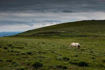 horse on pasture