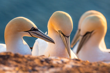Northern gannet, morus bassanus