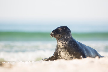 Curious common seal