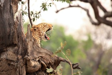 The African leopard (Panthera pardus pardus) male lying under the tree in evening sun. Zambia,...
