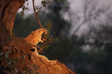 The African leopard (Panthera pardus pardus) male lying under the tree in evening sun. Zambia, South Luangwa.