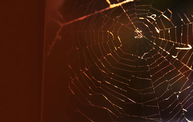 spider web