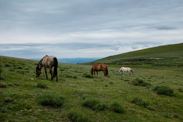 Obraz premium horses on meadow