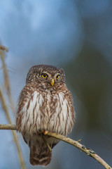 Perching Pygmy Owl (Glaucidium passerinum)