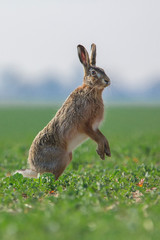 European hare, Lepus europaeus, looking around dangerous
