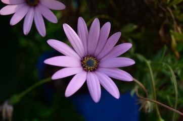 Obraz premium Flor purpura