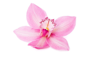 Obraz premium Pink orchid blossom on white background