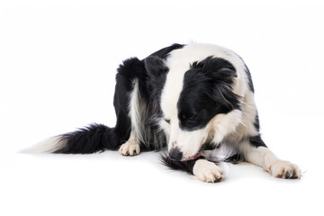 Young border collie dog licks his paw lying isolated on white backround