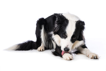 Young border collie dog licks his paw lying isolated on white backround