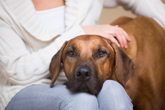 Rhodesian Ridgeback dog being caressed by his owner