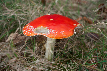 Closeup of amanita muscaria mushroom in a meadow