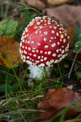Closeup of amanita muscaria mushroom in a meadow
