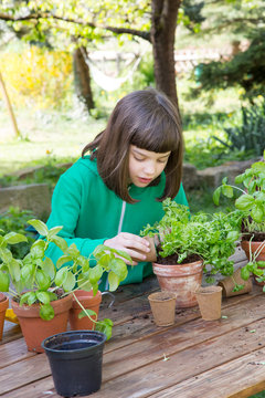 Little girl repotting parsley on wooden table in the garden