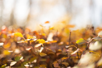 Pastele blurred autumn leaves - perfect peaceful background.