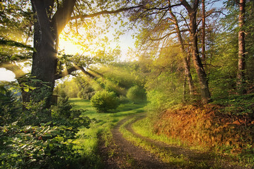 Malerischer Waldweg im Frühling
