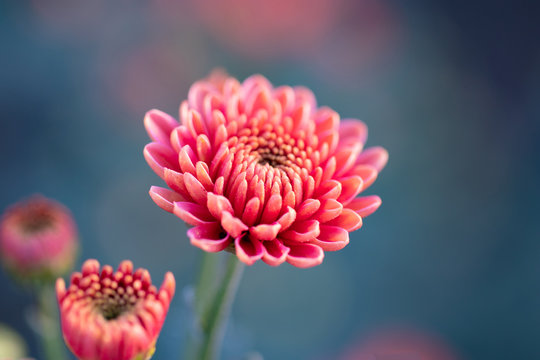 Pink chrysanthemums close up in autumn Sunny day. Autumn flowers.