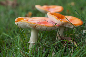 Group of amanita muscaria mushrooms in a meadow