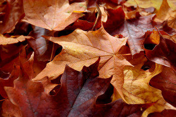 Colorful Autumn Leaves