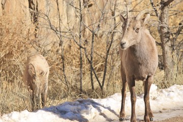 Bighorn Sheep